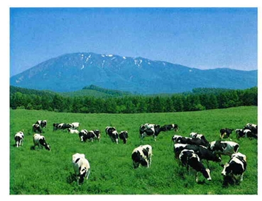 cow