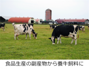 食品生産の副産物から養牛飼料に